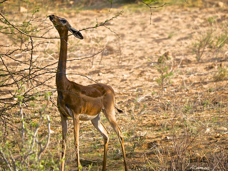 Safari en Samburu: Jirafas, Elefantes, Leones, Guepardos y muchísimos pájaros - 12 días de Safari en Kenia: Jambo bwana (81)