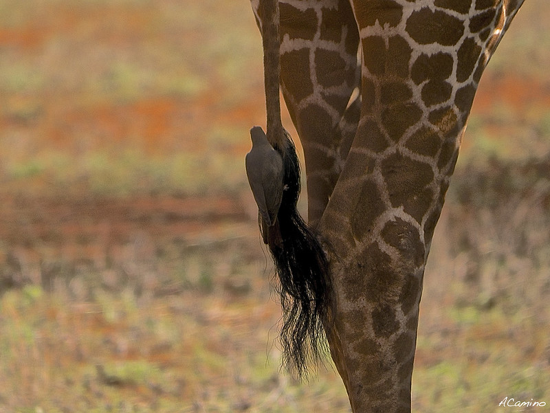 Safari en Samburu: Jirafas, Elefantes, Leones, Guepardos y muchísimos pájaros - 12 días de Safari en Kenia: Jambo bwana (78)