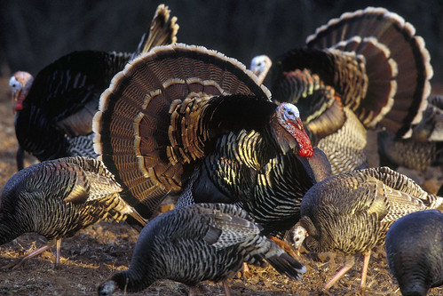 The Rio Grande wild turkey (Meleagris gallopavo intermedia) calls the central plains states home. They live in brush areas near streams and rivers or mesquite, pine and scrub oak forests. (Courtesy National Wild Turkey Federation)