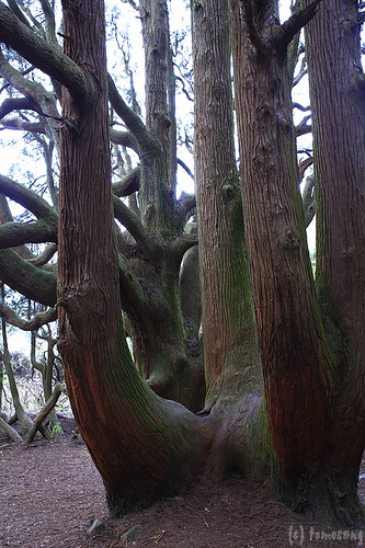 Takamoriden no Sugi (cedar tree of Takamori palace)