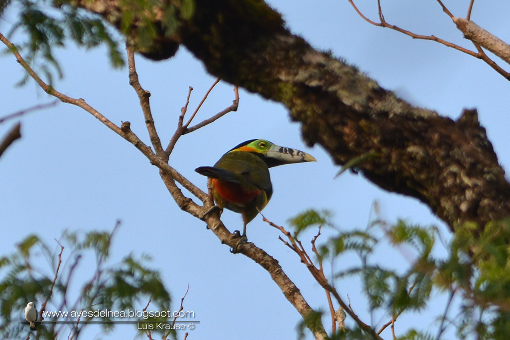 Arasarí chico (Spot-billed Toucanet) Selenidera maculirostris