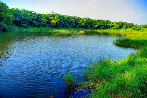 731號埤塘周邊有茂密樹林環繞隔離，形成生物多樣性天堂(圖片來源：賴卓彥攝)