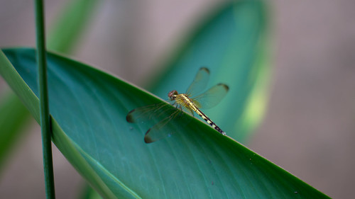 arauca colombia dragonfly insect leaf macro macroshot animal wildlife nature