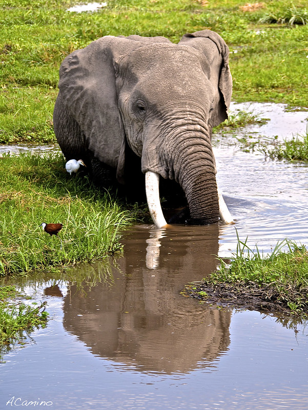 12 días de Safari en Kenia: Jambo bwana - Blogs de Kenia - Amboseli: Buscando la foto del elefante a los pies del Kilimanjaro (36)