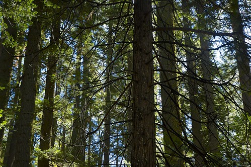 california trees usa nature forest landscape nikon nikond70s dslr underbrush sierranevadamountains calaverascounty calaverasbigtreesstatepark