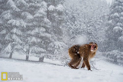 中亞特拉斯山脈裡的獼猴身上覆著白雪。北非獼猴是唯一生存在撒哈拉沙漠以北地區的非洲猴，也是少數生活於寒冷氣候裡的猴種之一。攝影：Francisco Mingorance；圖片提供：《國家地理》雜誌中文版2014年11月號