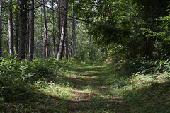 road in woods