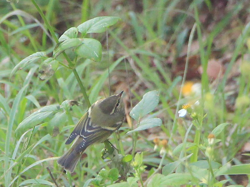IMG_2262 黃眉柳鶯 Yellow-browed Warbler