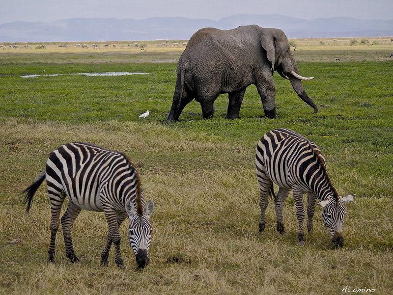 12 días de Safari en Kenia: Jambo bwana - Blogs de Kenia - Amboseli: Buscando la foto del elefante a los pies del Kilimanjaro (35)