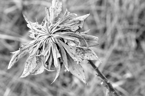 flowers autumn fall nature blackwhite weeds december dof bokeh humor iowa depthoffield gibsonrecreationarea