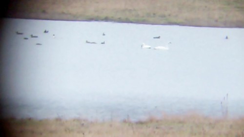 lake nature pond alabama ducks pelican waterfowl swn