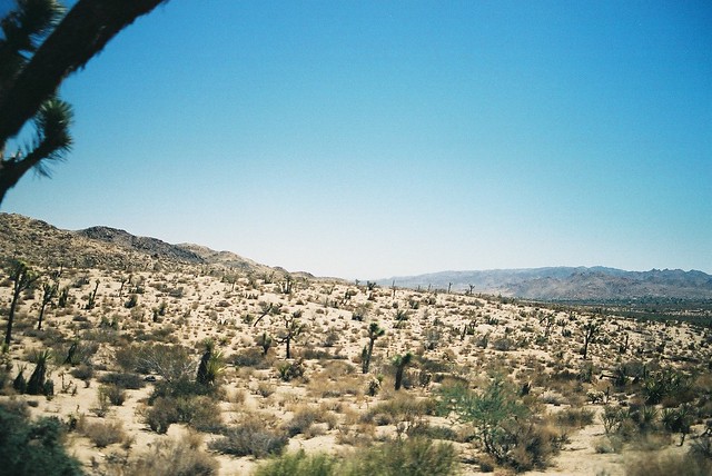 Joshua Tree with Quilt