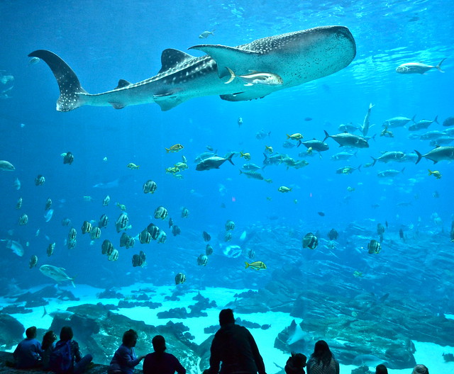 whale sharks at the atlanta aquarium