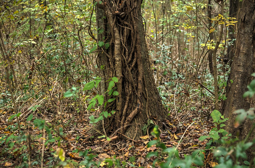 trees canon woods louisiana hdr photomatix lafourcheparish goldenmeadow canon6d ilobsterit