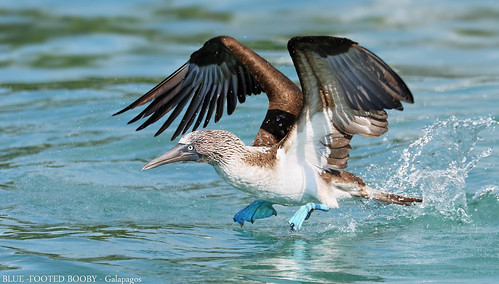 blue footed booby galapagos bird inflight