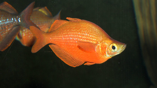 Red Rainbow Fish-0003