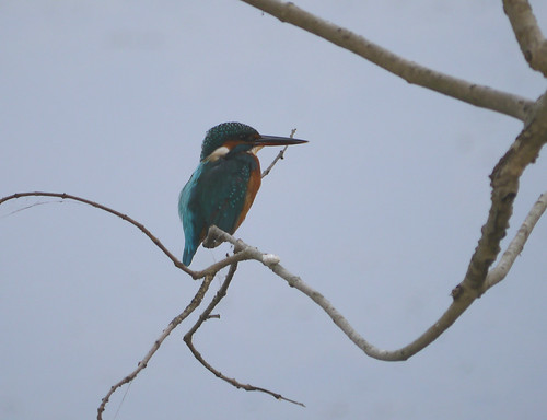 kingfisher common kanha