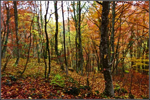 autumnleaves bosque otoño otoñal