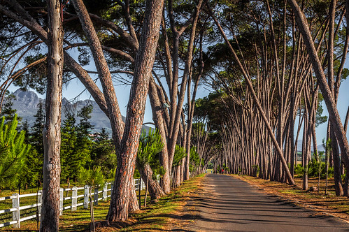 trees fence southafrica avenue stellenbosch stonepine fencefriday danielaruppel neethlingshofwineestate