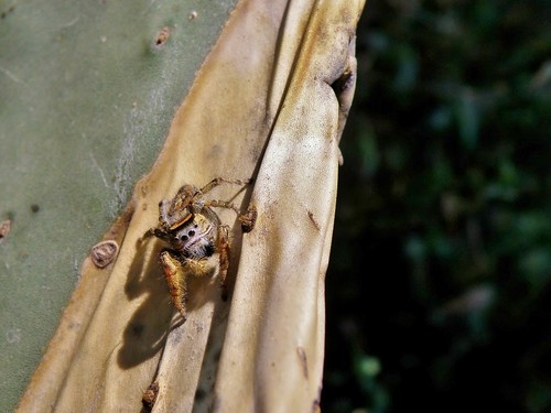 olympussp570uz arácnidos arañas spiders phidippusarizonensis phidippusarizonensispeckhampeckham1883 salticidae dendryphantinae arañassaltarinas jumpingspiders