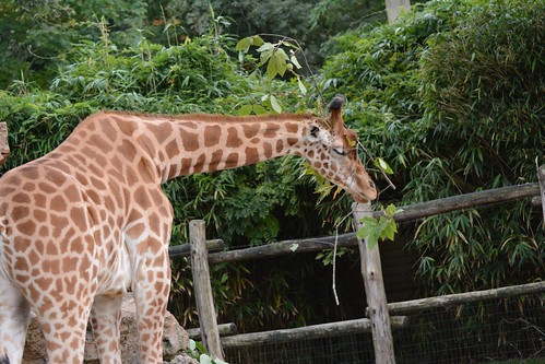 Kordofangiraffe June im Zoo de La Flèche