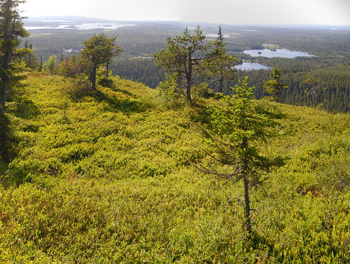 summer lake forest finland landscape geotagged ks july kuusamo fin 2014 koillismaa pyhävaara 201407 pohjoispohjanmaa 20140711 geo:lat=6613314763 geo:lon=2915350195
