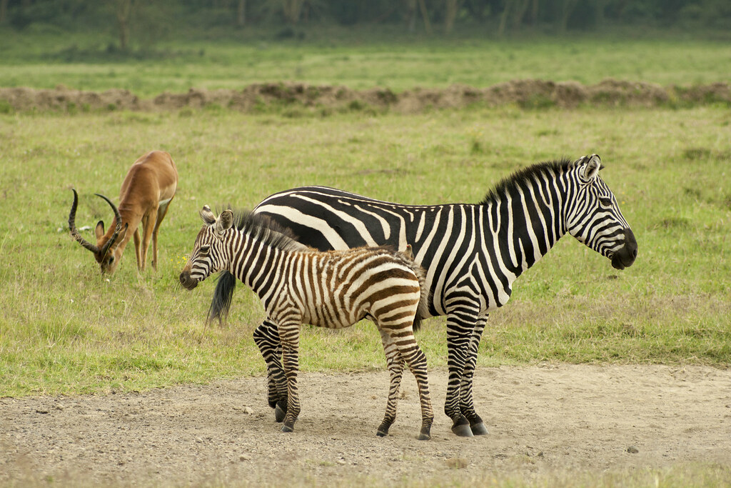 LAGO NAKURU - MEMORIAS DE KENIA 14 días de Safari (13)