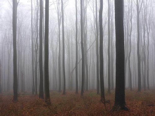 trees fog forest nebel foggy spooky wald bäume gespenstisch neblig msh1214 msh121413
