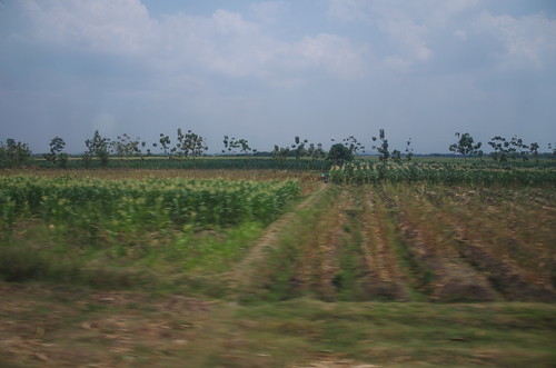 field indonesia java farmland