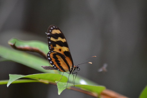 naturaleza detalle detail macro nature butterfly photography photo foto camilo mariposa andrés fotografía cundinamarca suárez pandi kamian clubguanahani