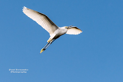 snowyegret egretsnowy egret inflight sharkvalley evergladesnationalpark everglades nationalpark florida ngc npc
