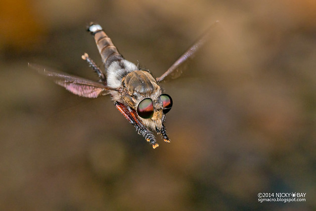 Robberfly in flight (Asilidae) - DSC_3952