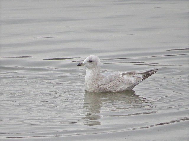 Thayer's Gull (2nd Cycle) at Peoria Lake in Peoria County, IL 01