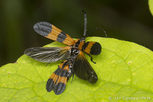 indiana naturephotography macrophotography martincounty insecta netwingedbeetle coleopterabeetles photographerjaycossey