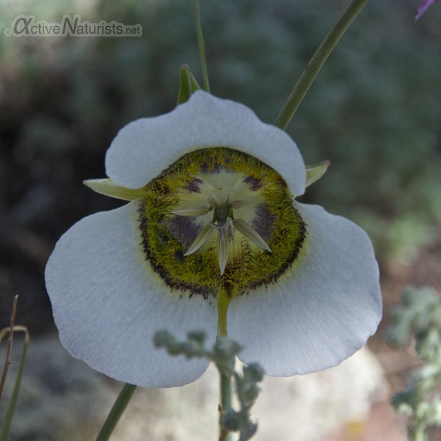 flowering plant 0004  Orient Land Trust, Colorado, USA