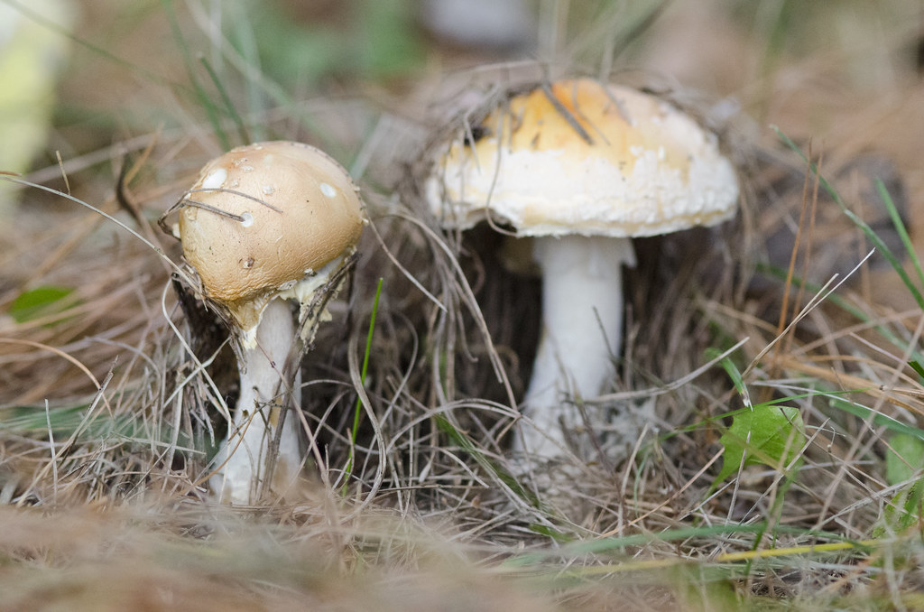 mushroom study 4