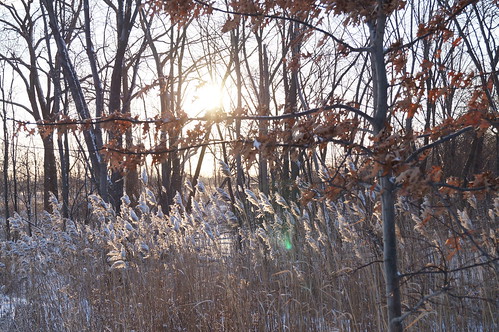 winter ontario canada nature sunrise windsor