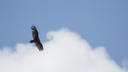 newjersey nj vulture soaring allamuchy turkeyvulture scenicoverlook thermalling i80eastscenicoverlook