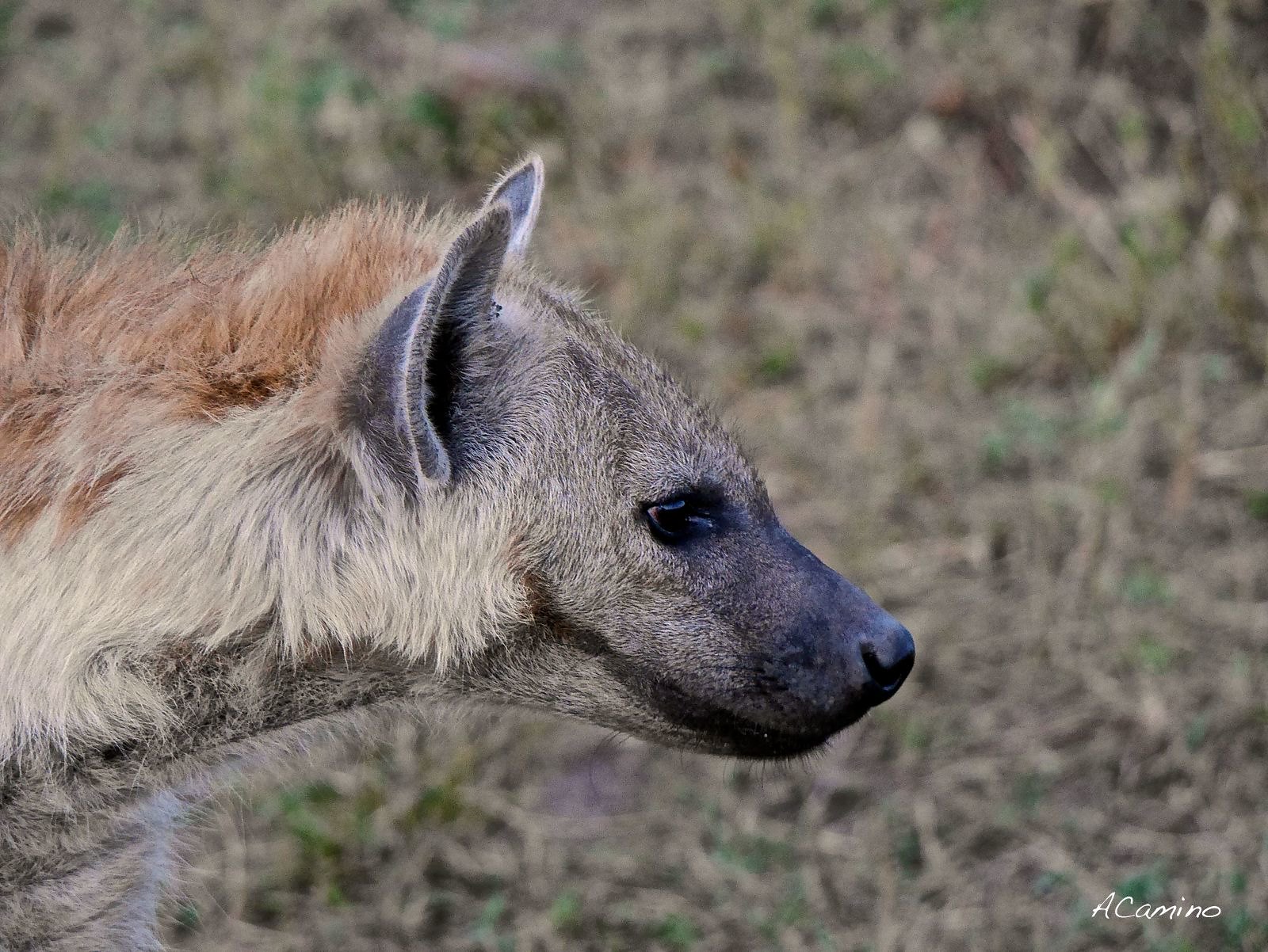 12 días de Safari en Kenia: Jambo bwana - Blogs de Kenia - El parto de una gacela en un Masai Mara, lleno de búfalos, leones, guepardos... (50)