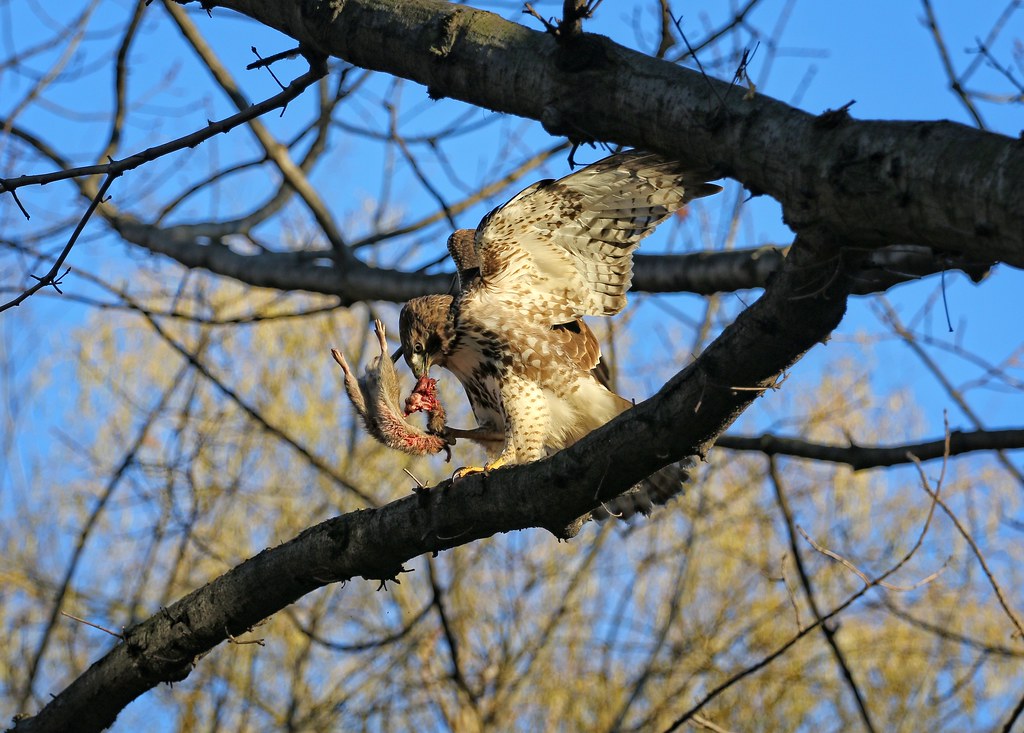 Juvenile red tail with rat in Tompkins Square