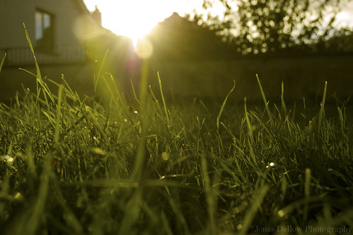 ireland light sunset macro green beautiful grass nikond50 jonasdellowphotography