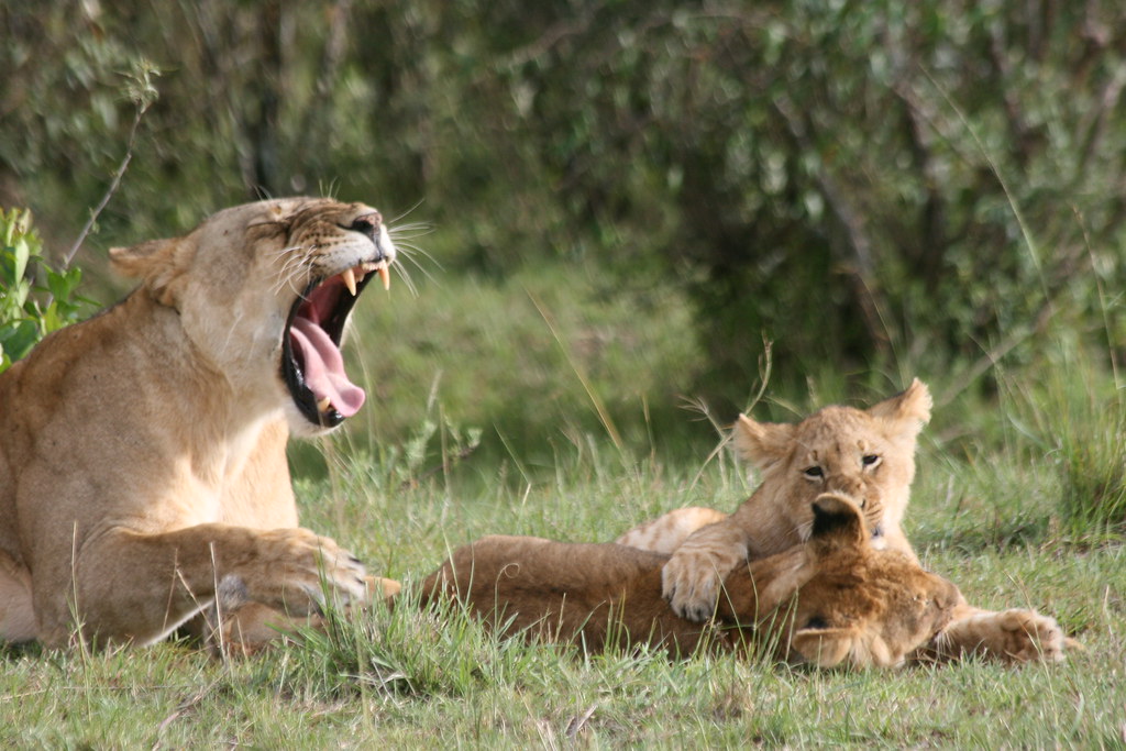Ol Pejeta Conservancy / Monte Kenya - MEMORIAS DE KENIA 14 días de Safari (26)