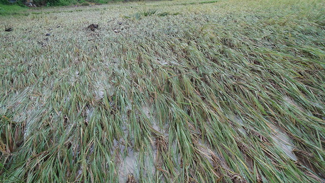 TS Seniang floods ricefields in Southwestern Cebu