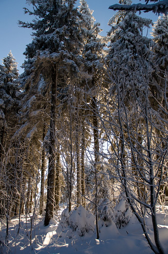 winter mountain snow tree nature forest montagne landscape hiver neige paysage arbre forêt