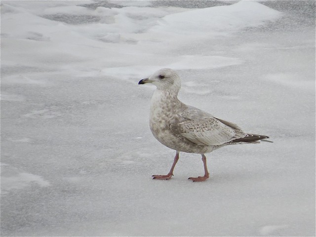 Thayer's Gull (2nd Cycle) at Peoria Lake in Tazewell County, IL
