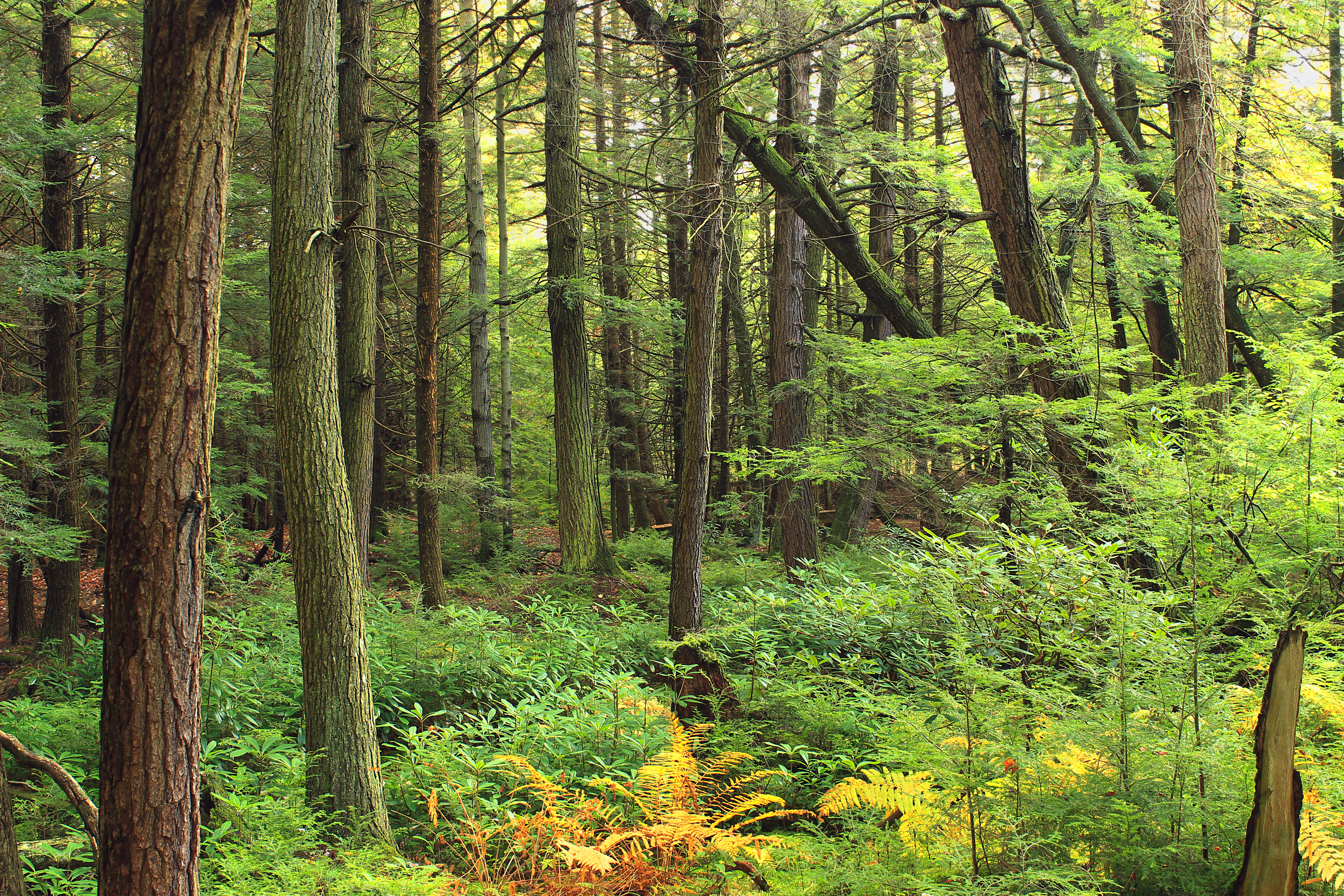 Какие виды лесов существуют. Хвойно-широколиственный лес. Широколиственные леса Северной Америки. Широколиственный лес тайги.