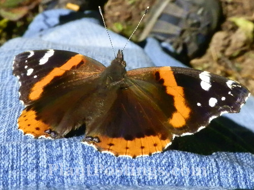 red admiral 1