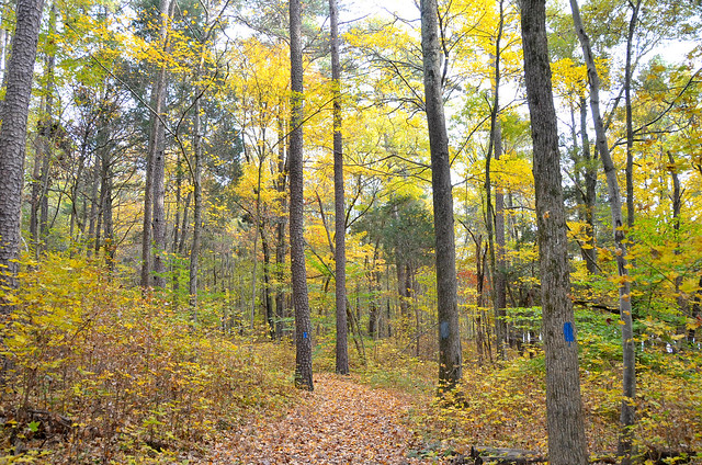 Crunching leaves with every step on the trails at Staunton River State Park