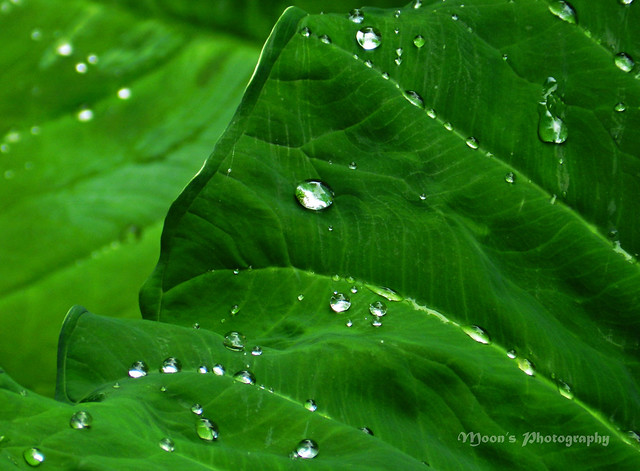 raindrops (on colocasia leaves)
