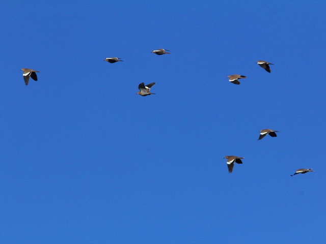 White-winged Doves 20141124